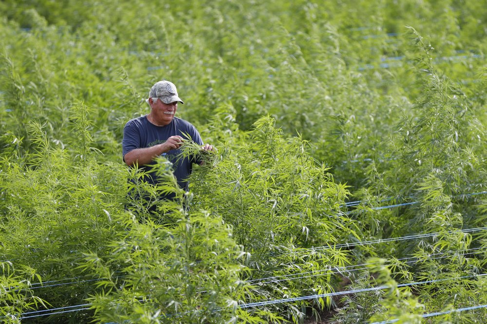 dave crabill in hemp field